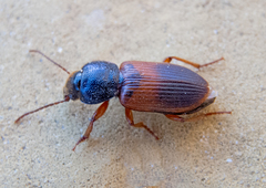 Gynandromorphus etruscus