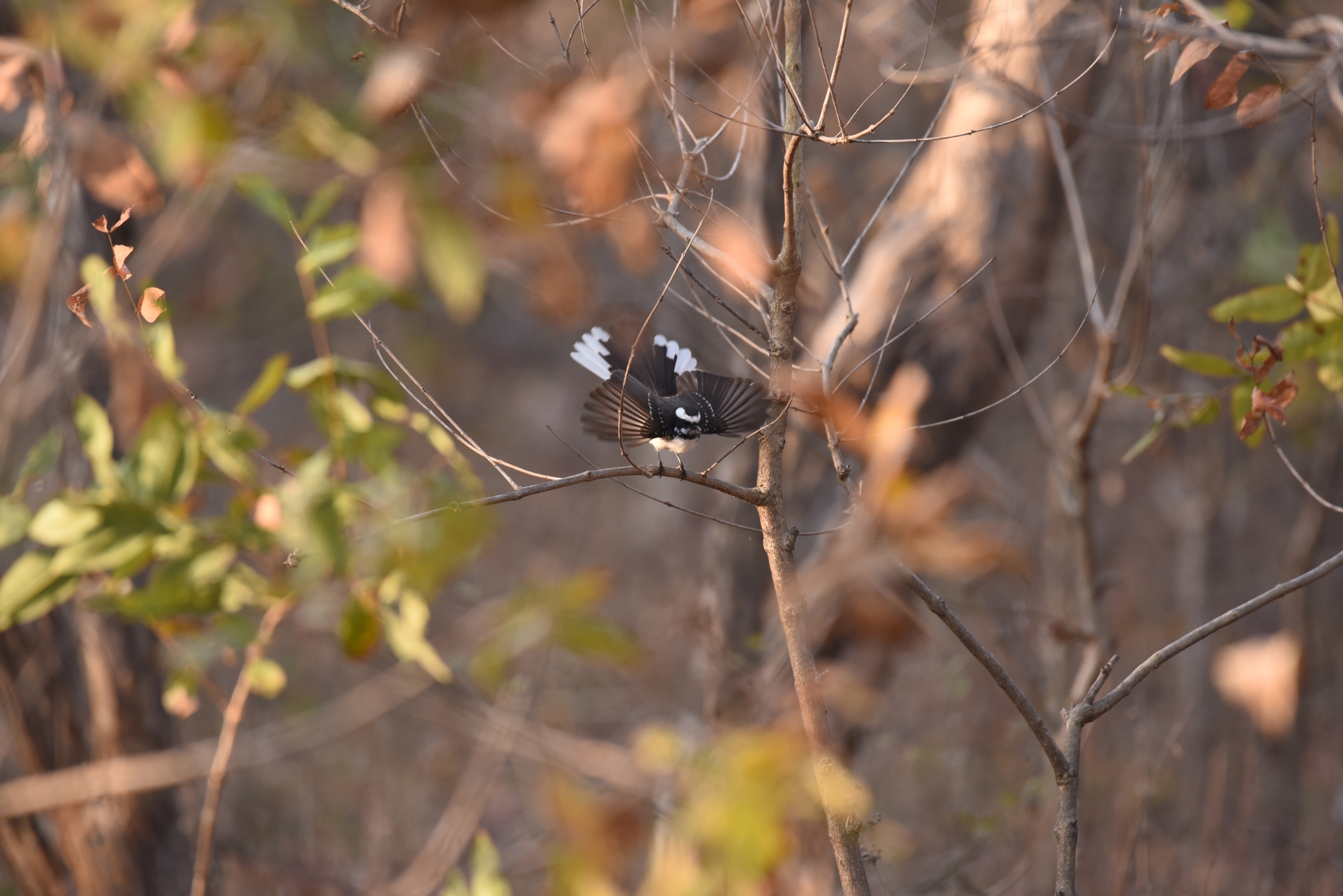 White-browed Fantail