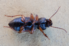 Gynandromorphus etruscus