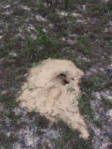 Southeastern Pocket Gopher