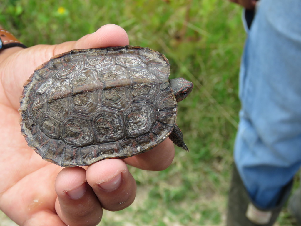 Tortuga de monte pintada (Reptiles de Mazatlán) · iNaturalist