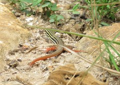 Aspidoscelis motaguae