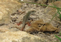 Aspidoscelis motaguae