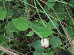 Varronia bullata