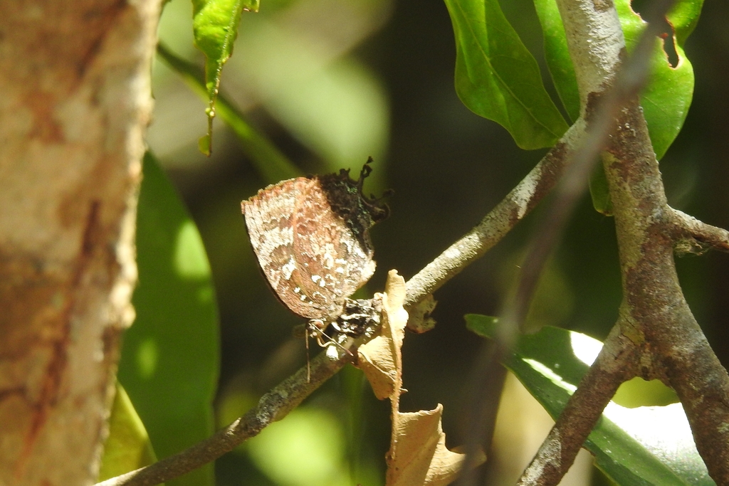 Many-tailed Oakblue from Ponkuzhi, Wayanad on March 11, 2023 at 12:20 ...