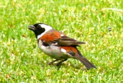 Passer melanurus vicinus