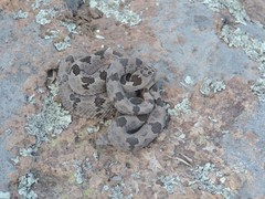 Crotalus lepidus klauberi