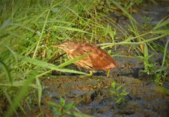 Ixobrychus cinnamomeus