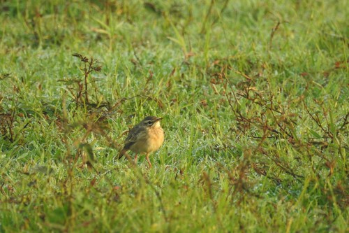 Megalurus palustris