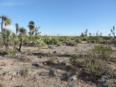 Crotalus lepidus klauberi