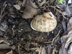 Cornu aspersum