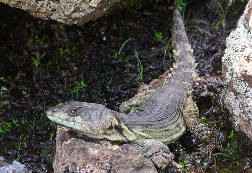 Drakensberg Crag Lizard