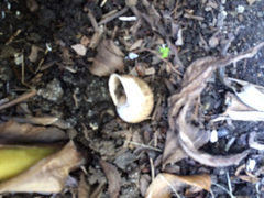 Cornu aspersum