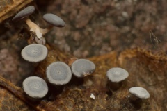 Diderma hemisphaericum