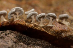 Diderma hemisphaericum