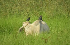 Acridotheres cristatellus