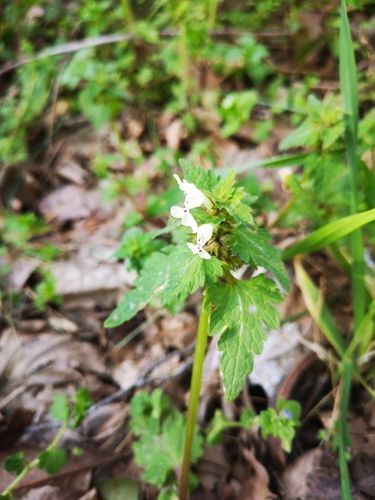 Image of Lamium bifidum by (c) Anastasia Titovets, some rights reserved (CC BY)