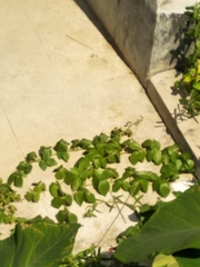 Causonis japonica