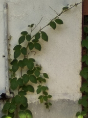 Causonis japonica