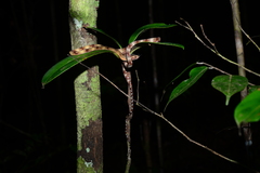 Boiga cynodon