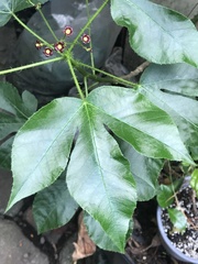 Jatropha gossypiifolia image