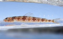 Blackear Lizardfish photo 1