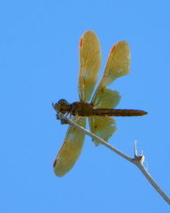 Perithemis intensa