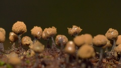 Cribraria rufa