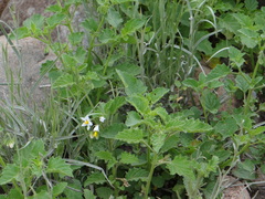 Solanum tweedianum