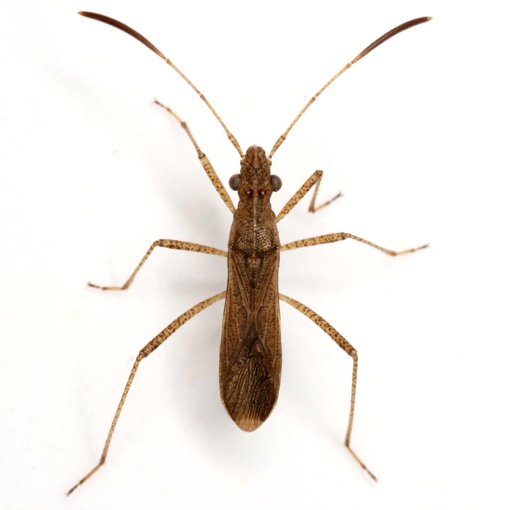 Esperanza texana