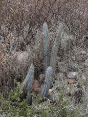 Cereus aethiops