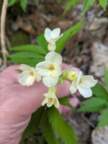 Image of Cardamine kitaibelii by (c) Franco Folini, some rights reserved (CC BY)