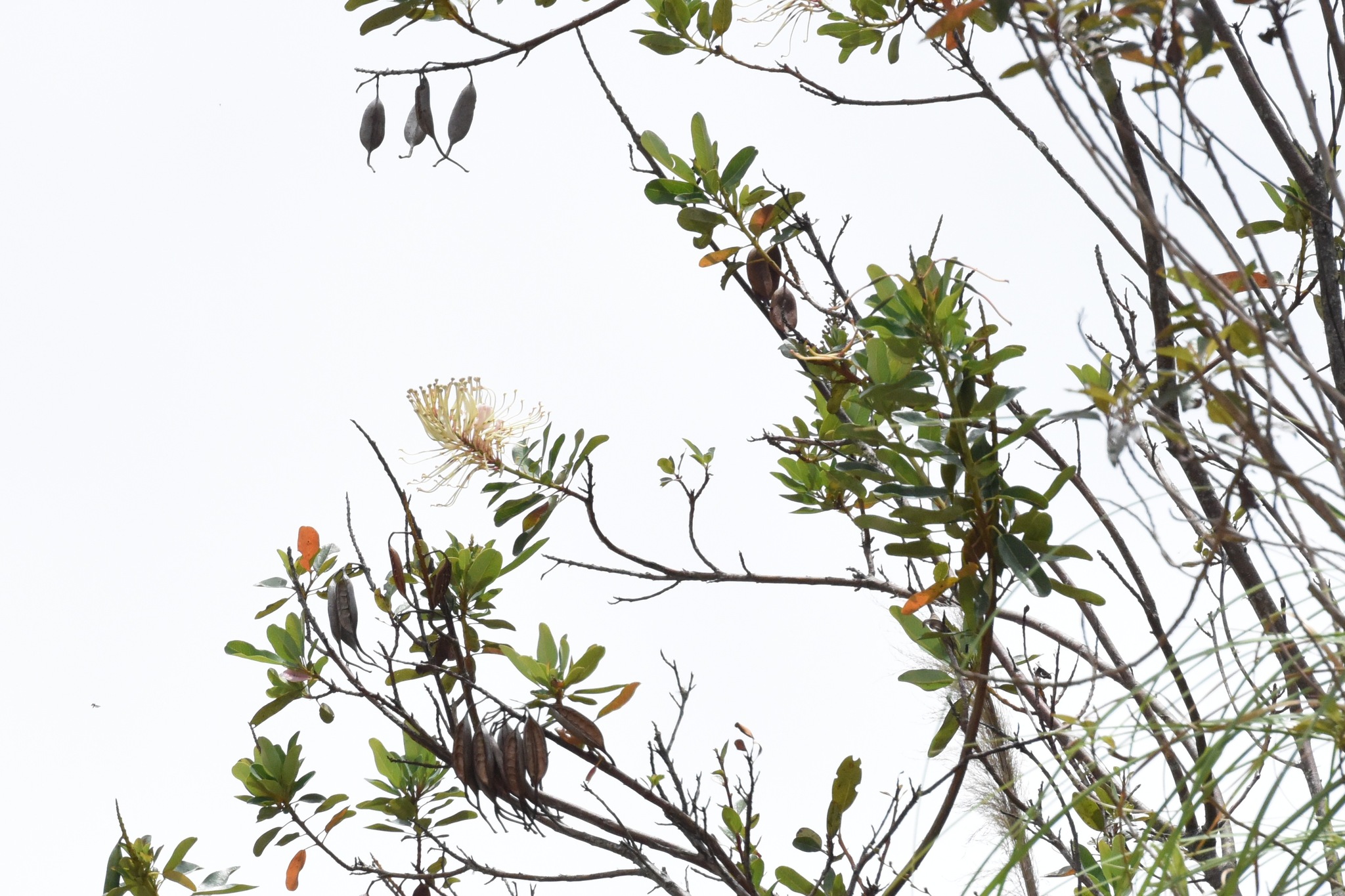 Proteaceae image