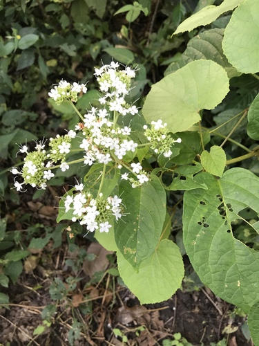Clerodendrum polycephalum
