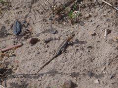 Liolaemus wiegmannii