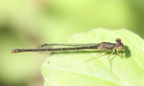 Duckweed Firetail photo 3
