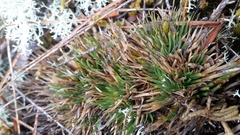 Oreobolus pectinatus