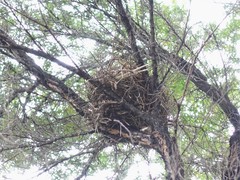 Tui photo 6