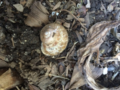 Cornu aspersum