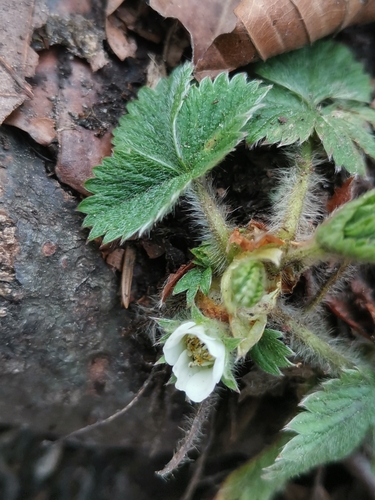 Image of Carniolan Cinquefoil (Potentilla carniolica) by (c) Ljaž, some rights reserved (CC BY)