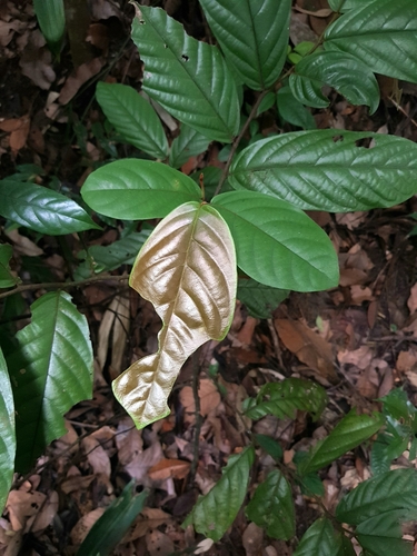 Popowia tomentosa observed 2022-03-06