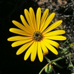 Osteospermum amplectens