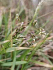 Anthoxanthum australe