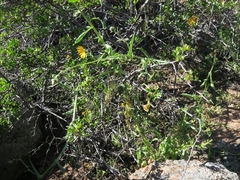 Osteospermum amplectens