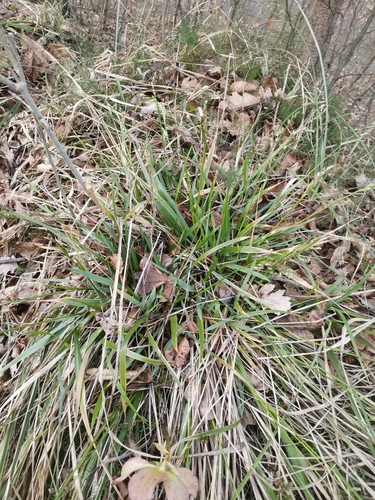 Anthoxanthum australe, photograph 1