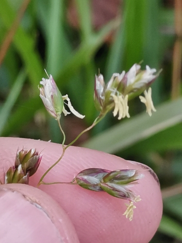 Anthoxanthum australe, photograph 2