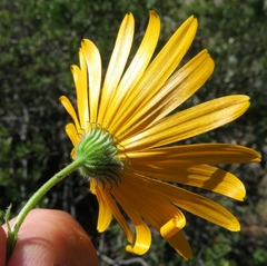Osteospermum amplectens