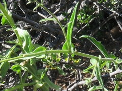 Osteospermum amplectens