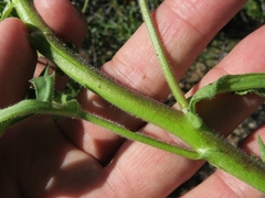 Osteospermum amplectens