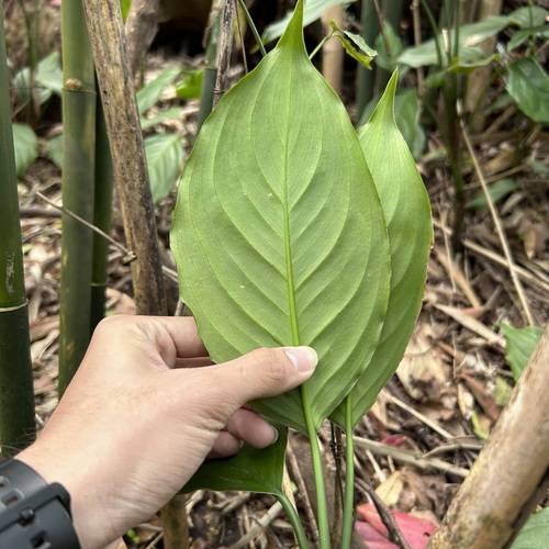 Foto de Copo-de-leite-chinês